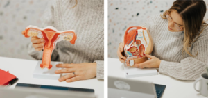 Pelvic floor anatomy models